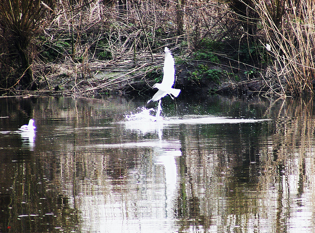 Waterfowl