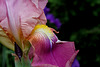 Iris Giant Rose