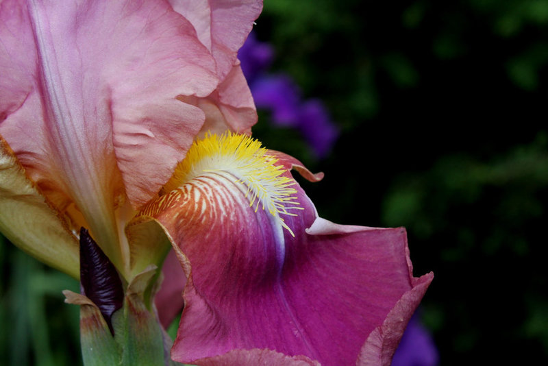 Iris Giant Rose