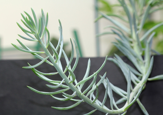 Senecio sp. talinoides ?