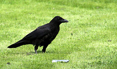 20100805 7405Aw [D~LIP] Rabenkrähe, Kurpark, Bad Salzuflen