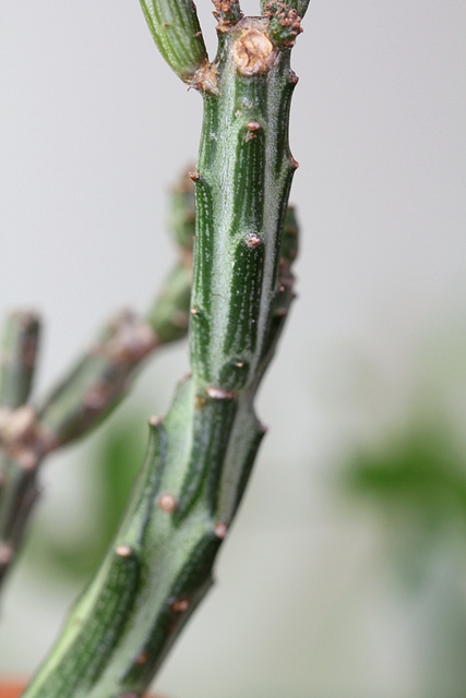 Senecio stapeliiformis