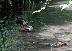 20100805 7408Aw [D~LIP] Salze, Stockenten, Kurpark, Bad Salzuflen