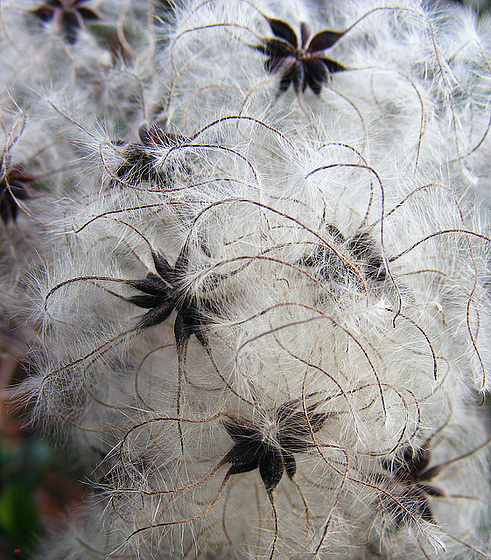 Seeds