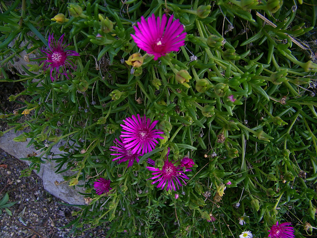 Verdure et fleurs