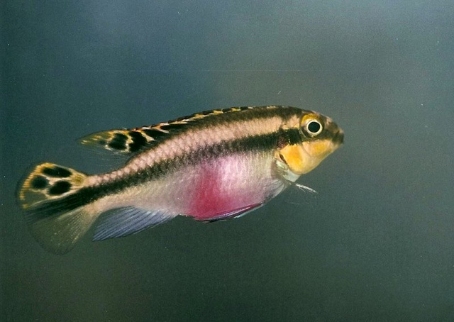 Pelmato femelle- Pelvicachromis pulcher