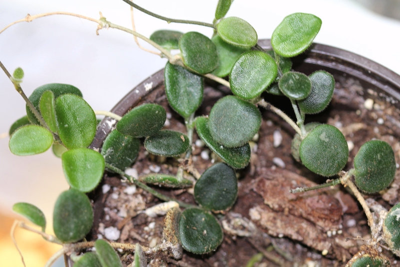 Hoya serpens