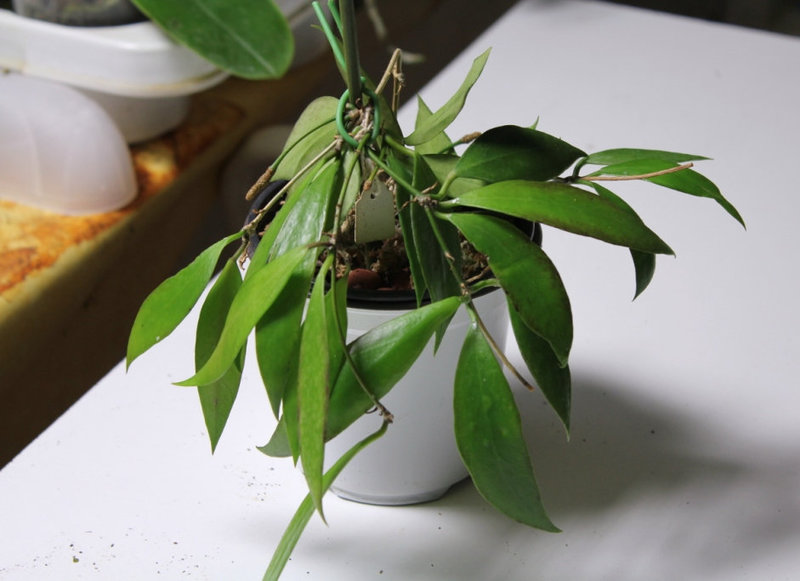 Hoya sp. Ambon