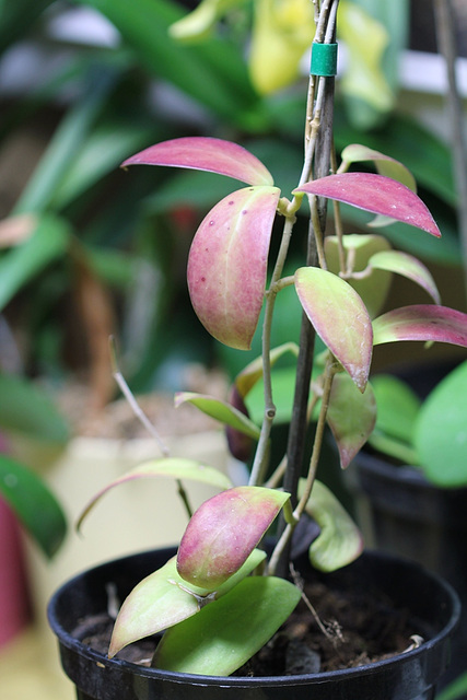 Hoya mindorensis