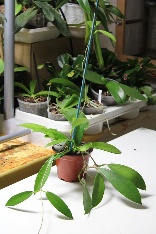 Hoya pubicalyx HSI -037
