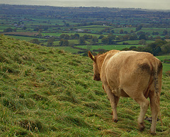 storm approaching over Blackmore Vale