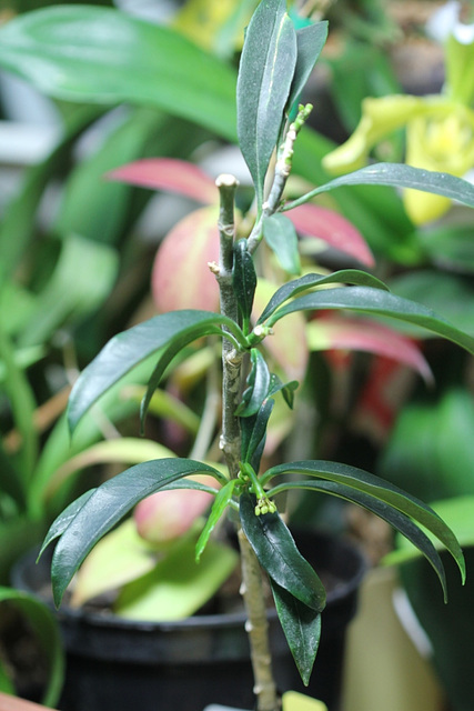 Hoya multiflora