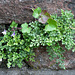 Asplenium des murs et Cymbalaria