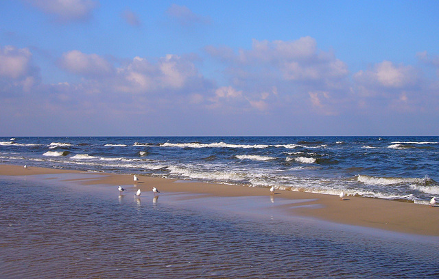 Möwen am Strand