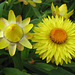 Strohblumen (Helichrysum)