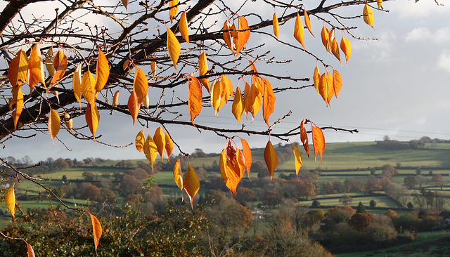 evening leaves