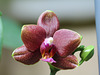 Phal. hybride