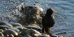 starling bath-time