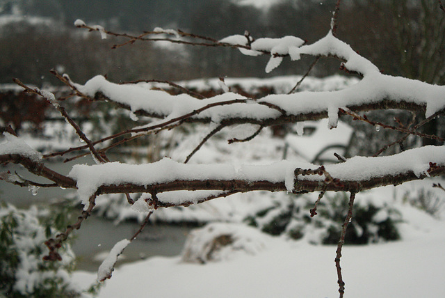 snowy branches