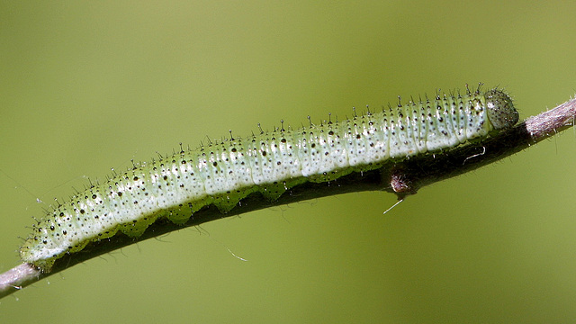 Anthocharis cardamines