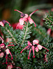 Grevillea lanigera