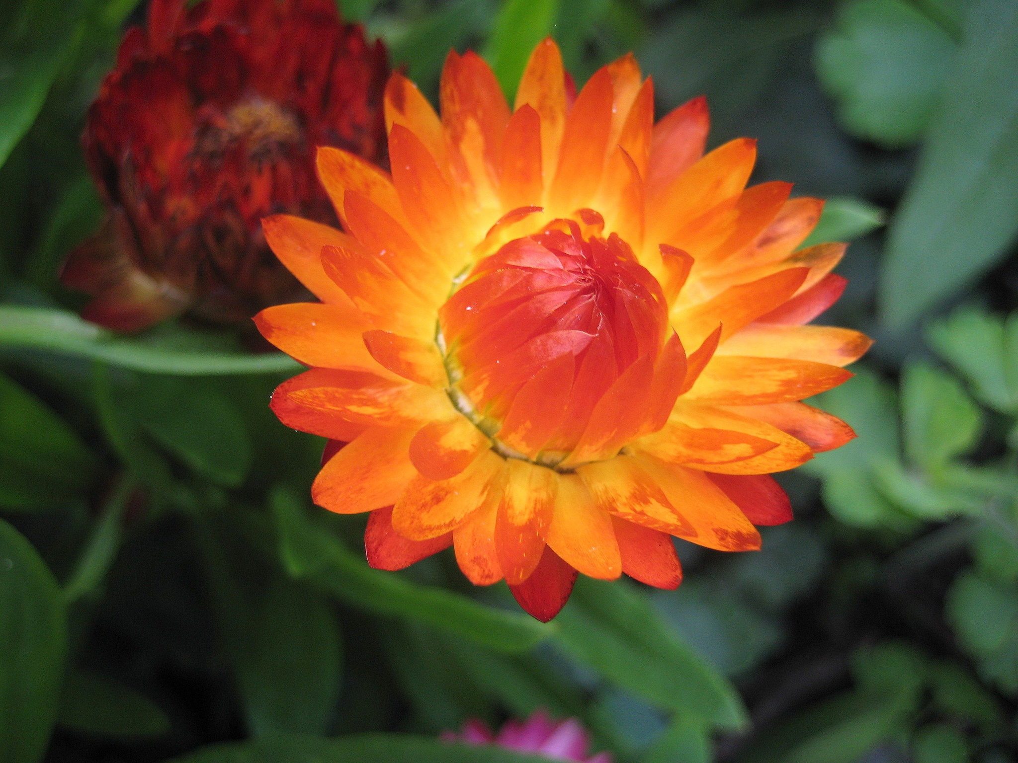 Strohblume  (Helichrysum bracteatum)