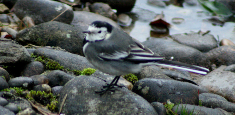 wagtail