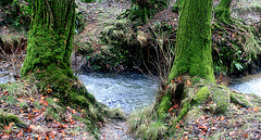 mossy trunks