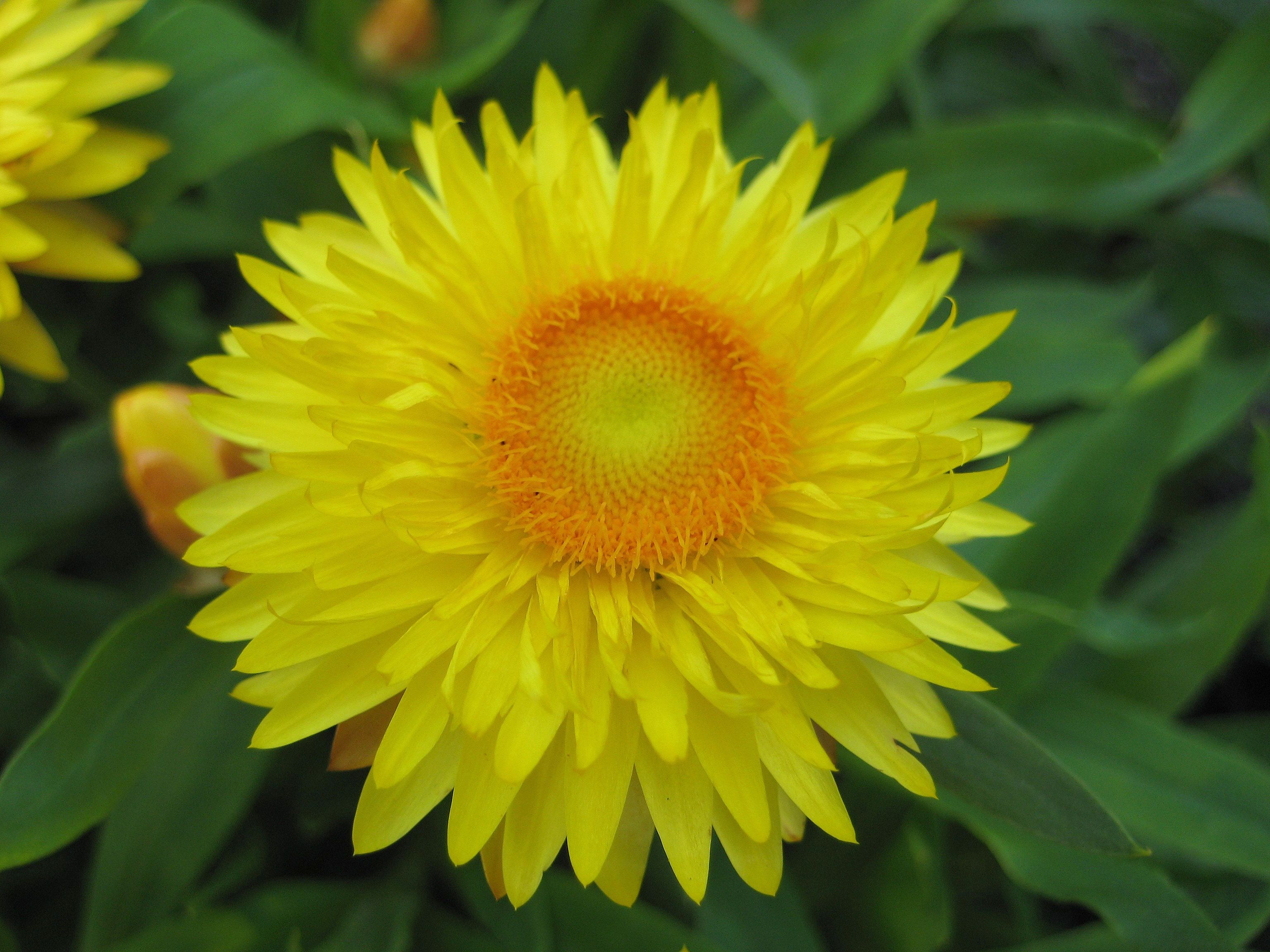 Strohblume (Helichrysum)