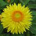 Strohblume (Helichrysum)