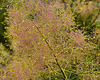 American Smoke Tree – National Arboretum, Washington DC