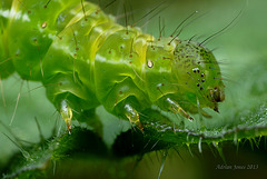 Caterpillar of The Snout Moth