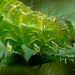 Caterpillar of The Snout Moth