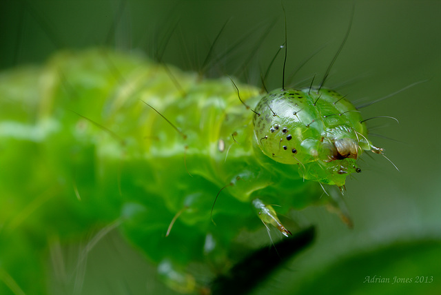 Caterpillar of The Snout Moth