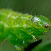 Caterpillar of The Snout Moth