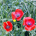 Trio de coquelicots !