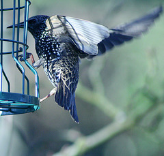 starling blur