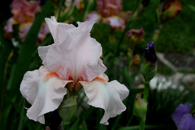 Iris Vanity (5)