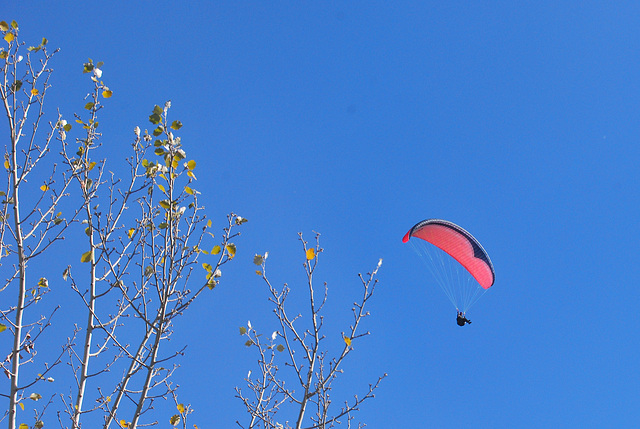 Una hormiguita volando