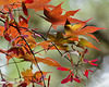 Japanese Maple – National Arboretum, Washington DC