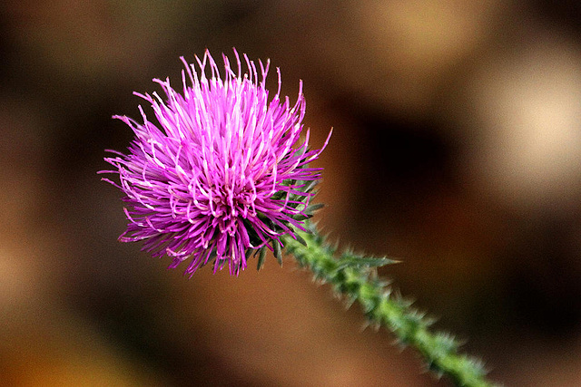 20101106 8798Aw [D~DU] Distel, 'Lapadu', Duisburg