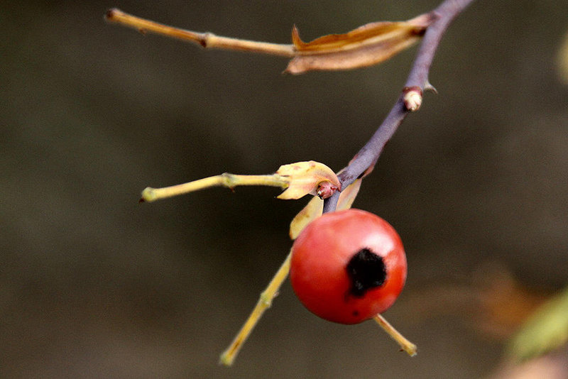 20101106 8797Aw [D~DU] Hagebutte (Rose), 'Lapadu', Duisburg