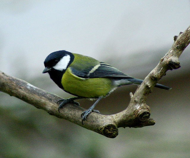 great tit