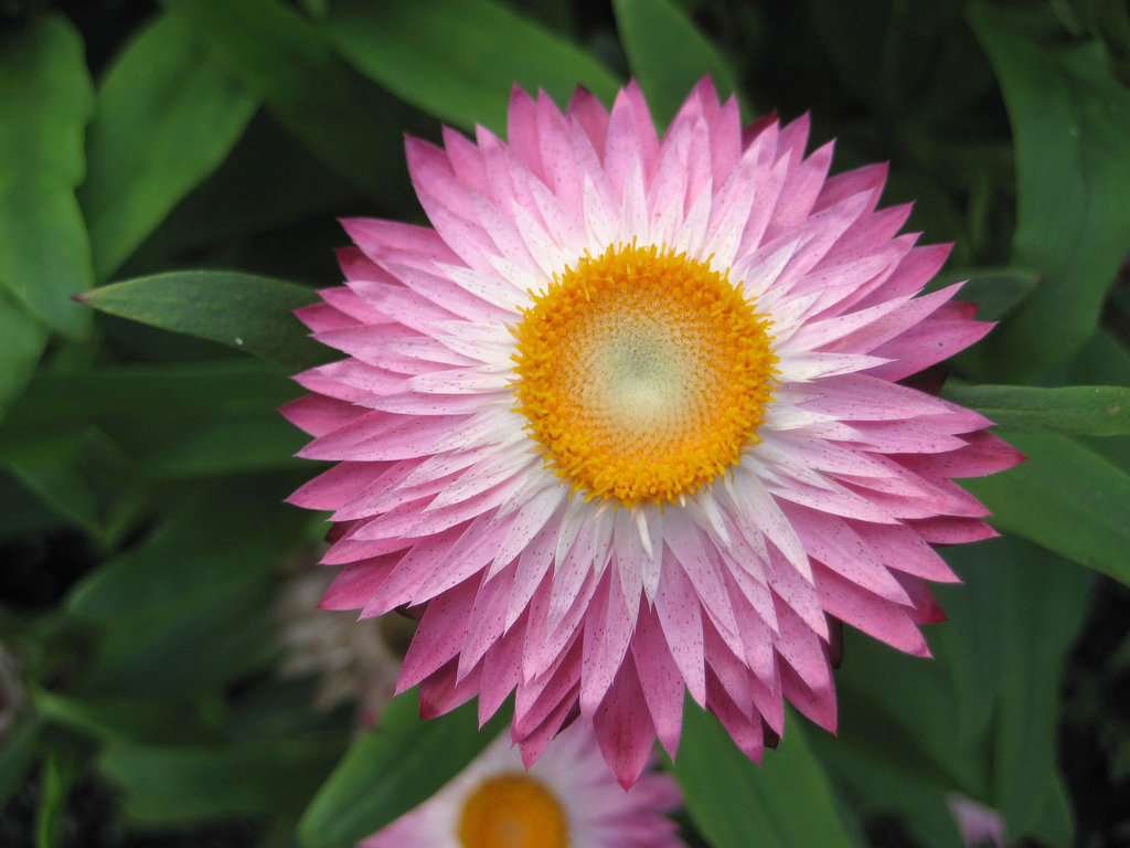 Strohblume (Helichrysum)