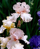 Iris Play Girl