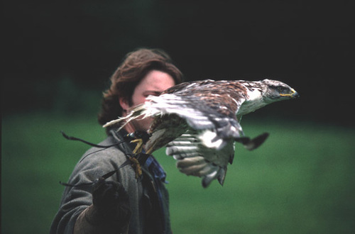 Falconer
