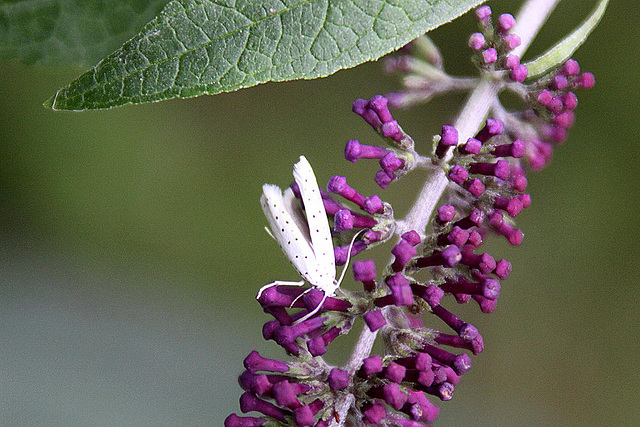 20100907 8049Aw [D~LIP] Pfaffenhütchen-Gespinstmotte (Yponomeuta cagnagella), Bad Salzuflen