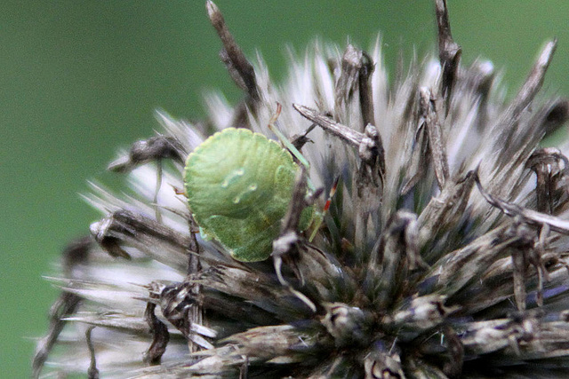 20100907 8057Aaw Grüne Stinkwanze