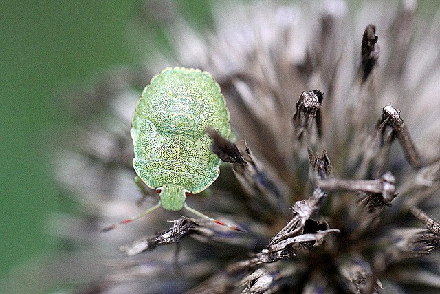 20100907 8061Maw Grüne Stinkwanze