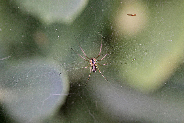 20100907 8064Mw [D~LIP] Spinne, Bad Salzuflen